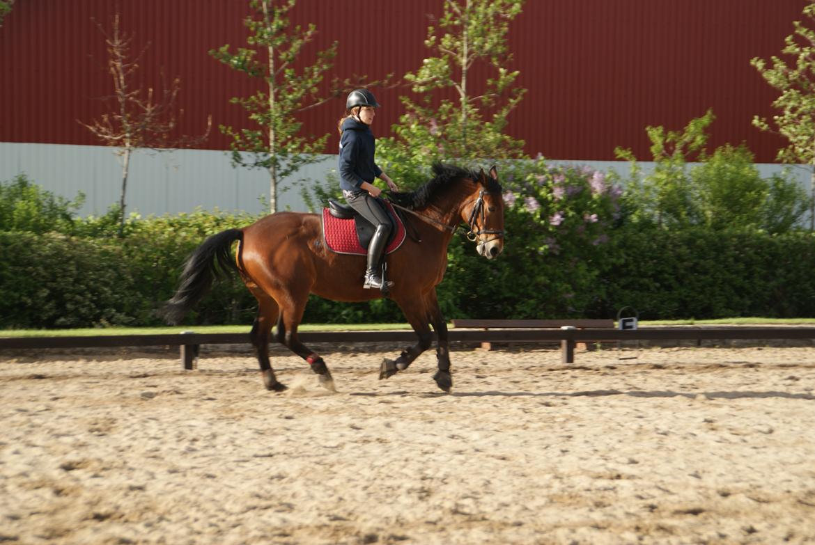 Anden særlig race Jack Bauer billede 4