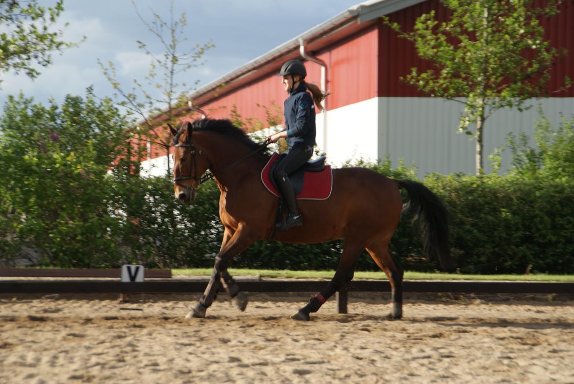 Anden særlig race Jack Bauer billede 5