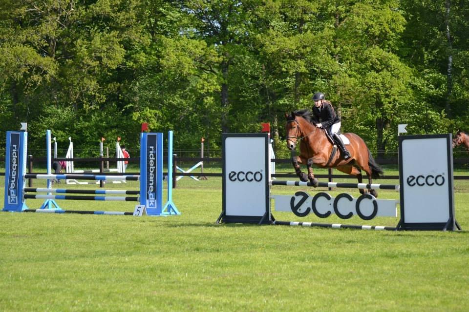 Anden særlig race Jack Bauer - Stævne d. 26 maj 2013 :D billede 9