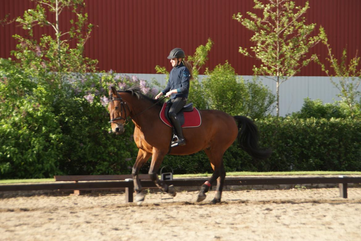 Anden særlig race Jack Bauer billede 15