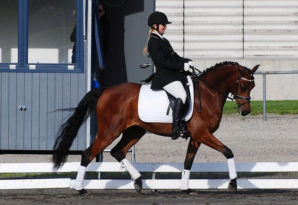 Arabisk fuldblod (OX) Psynselino (SOLGT) - DSAH Rideshow på Vilhelmsborg d. 24-26 maj 2013. Pony's første stævne. LC3 med over 70% og en 3 og 5 plads + nr 3 samlet i allround klassen. STJERNE PONY. billede 4