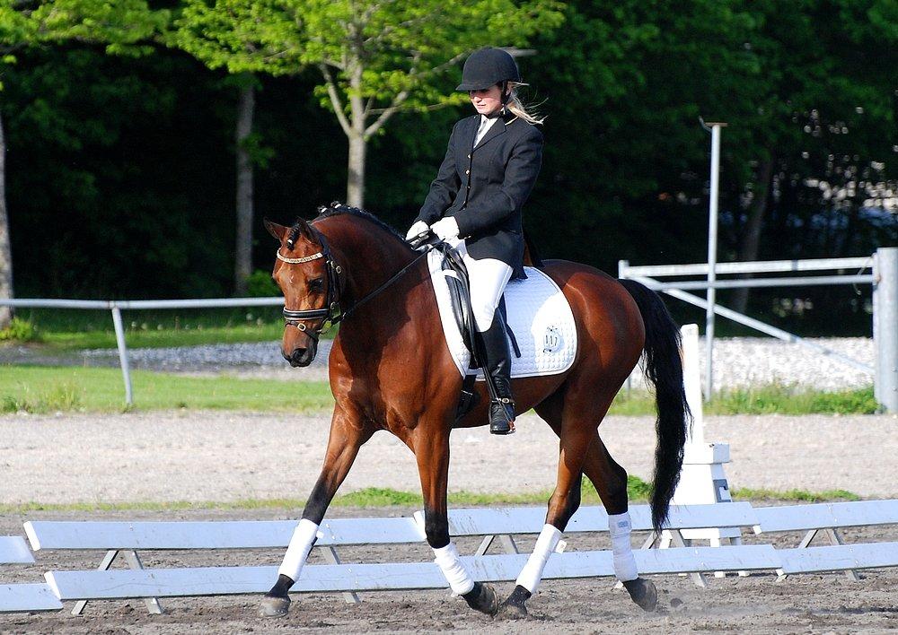 Arabisk fuldblod (OX) Psynselino (SOLGT) - DSAH Rideshow på Vilhelmsborg d. 24-26 maj 2013. Pony's første stævne. LC3 med over 70% og en 3 og 5 plads + nr 3 samlet i allround klassen. STJERNE PONY. billede 14