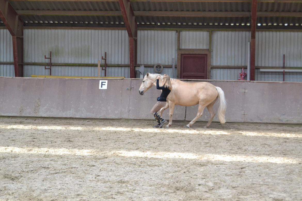 Palomino Bailey<3 - Når jeg stopper, stopper Bailey selvom jeg ikke har fat i hende. :D 
Foto: Margrete billede 19