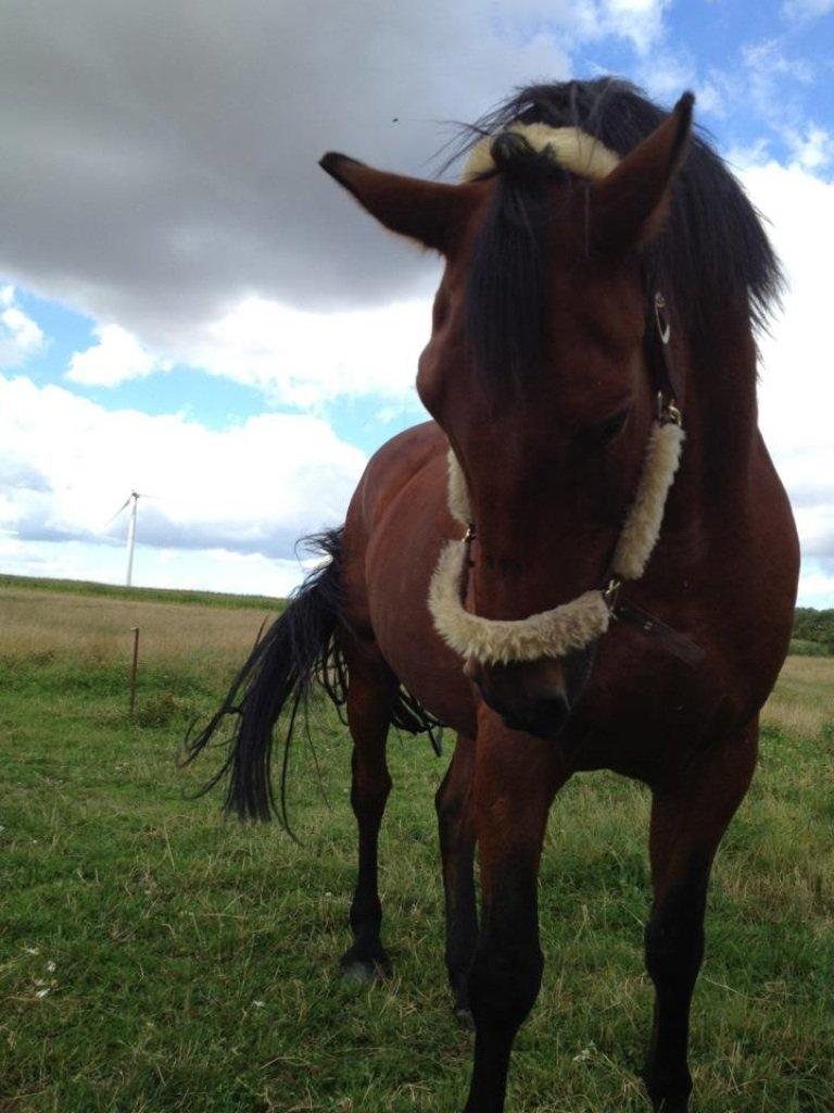 Dansk Varmblod Peter billede 1