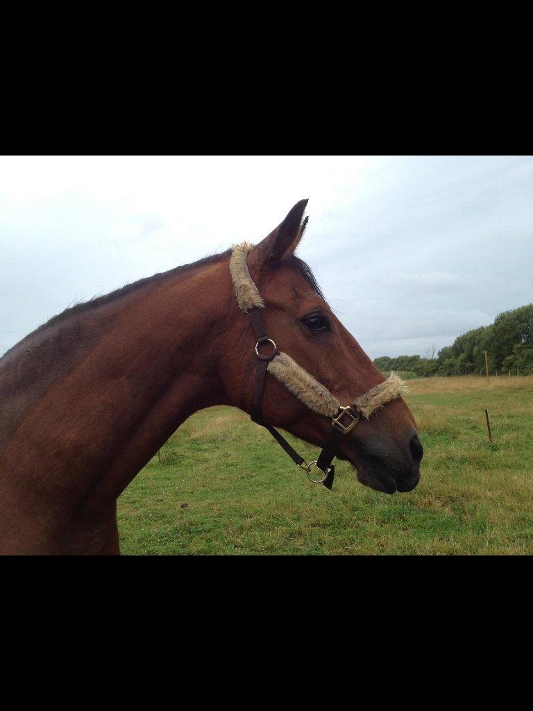 Dansk Varmblod Peter billede 2