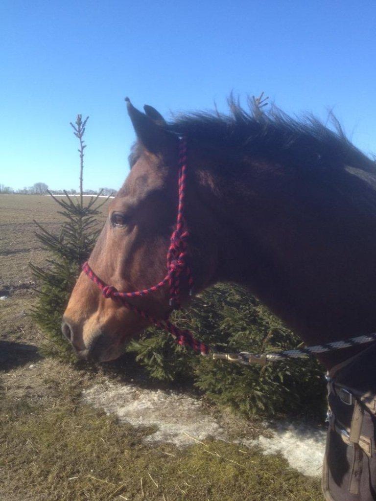 Dansk Varmblod Peter billede 3