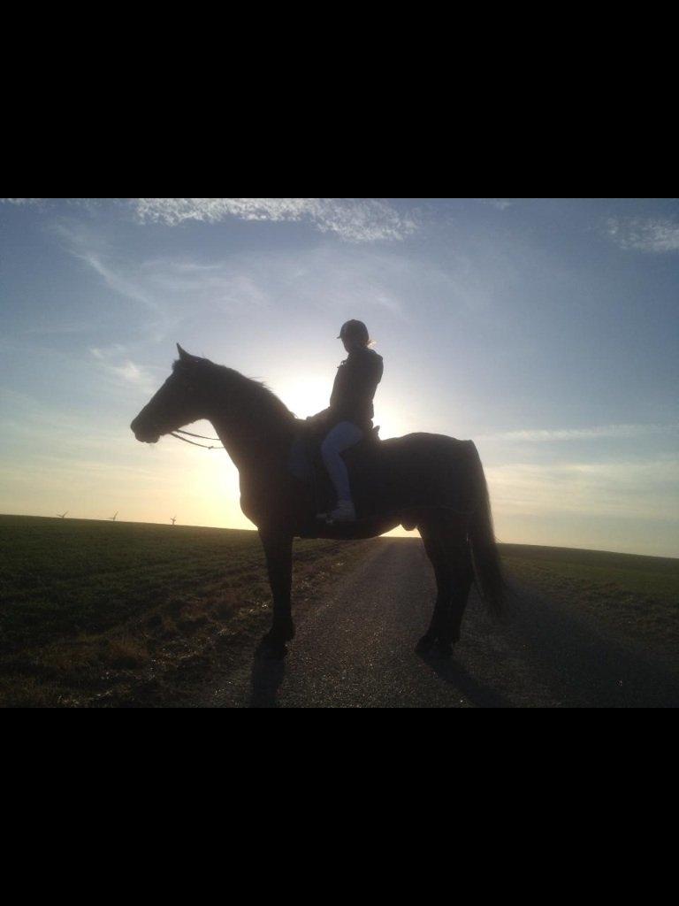 Dansk Varmblod Peter billede 4