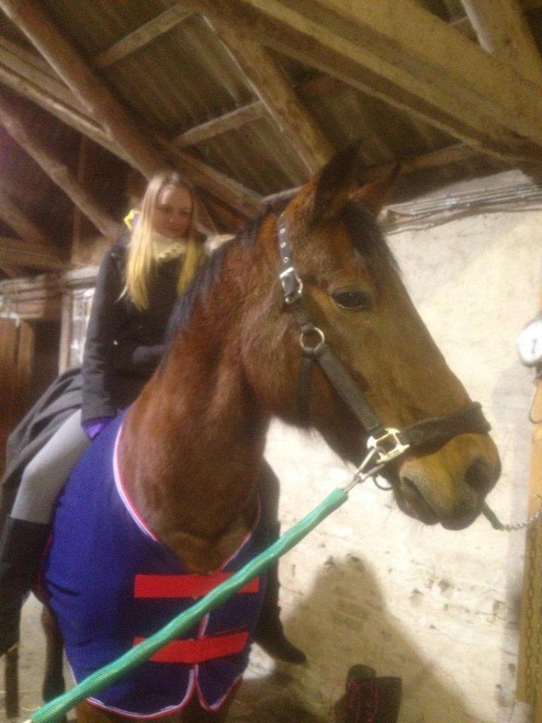 Dansk Varmblod Peter billede 5