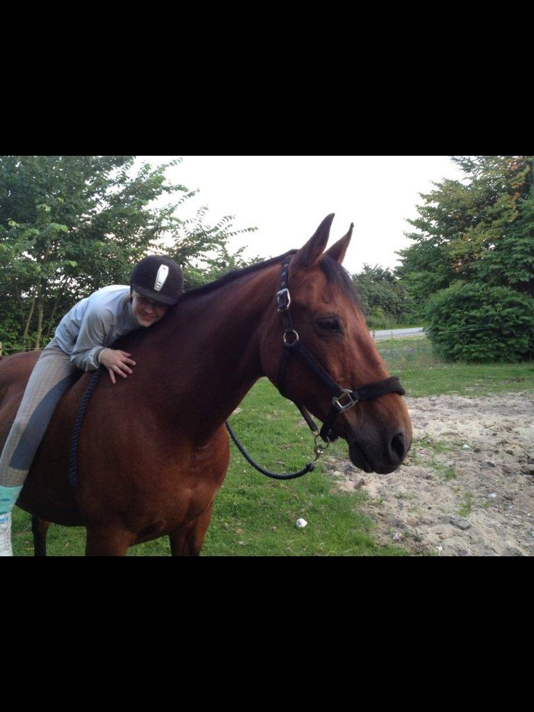 Dansk Varmblod Peter billede 6