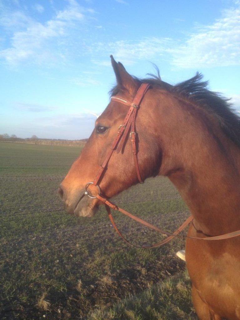 Dansk Varmblod Peter billede 7