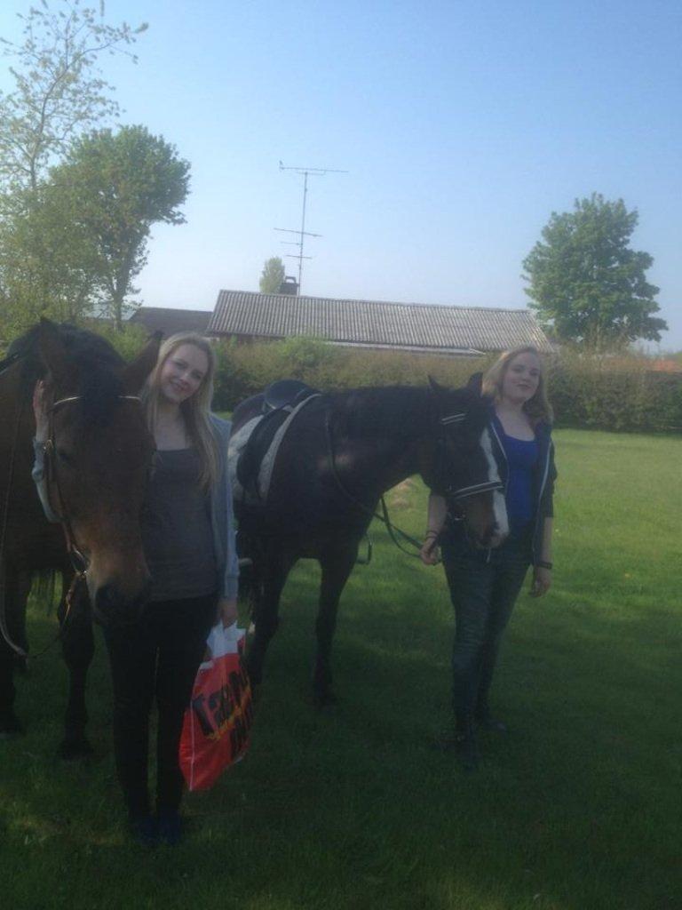 Dansk Varmblod Peter billede 8