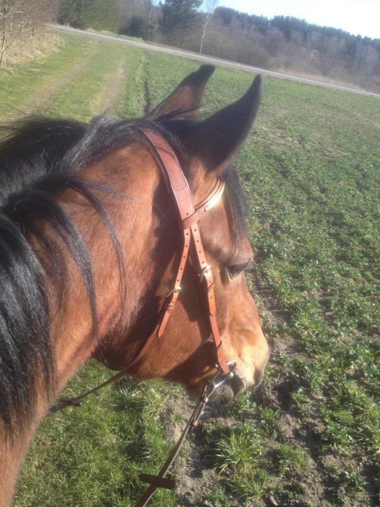 Dansk Varmblod Peter billede 9