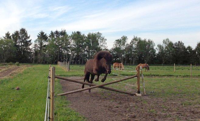 Islænder Kolskör frá Egemose ~ my soulmate <3 billede 3