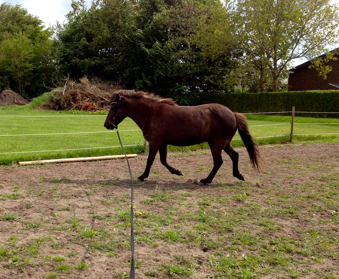 Islænder Kolskör frá Egemose ~ my soulmate <3 billede 12