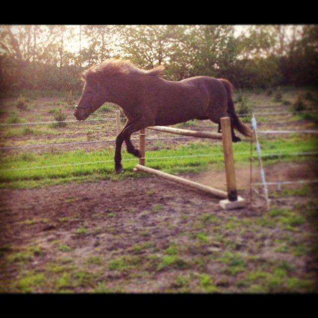 Islænder Kolskör frá Egemose ~ my soulmate <3 billede 7