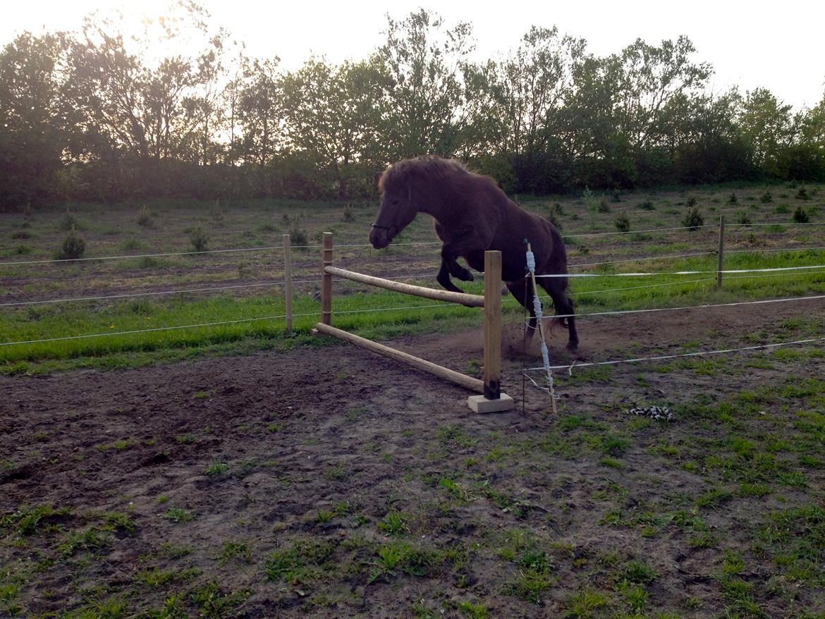 Islænder Kolskör frá Egemose ~ my soulmate <3 billede 9