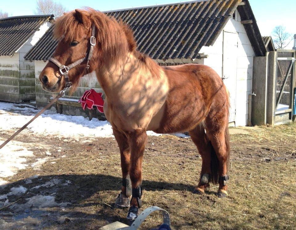 Islænder stjarna<3 billede 5