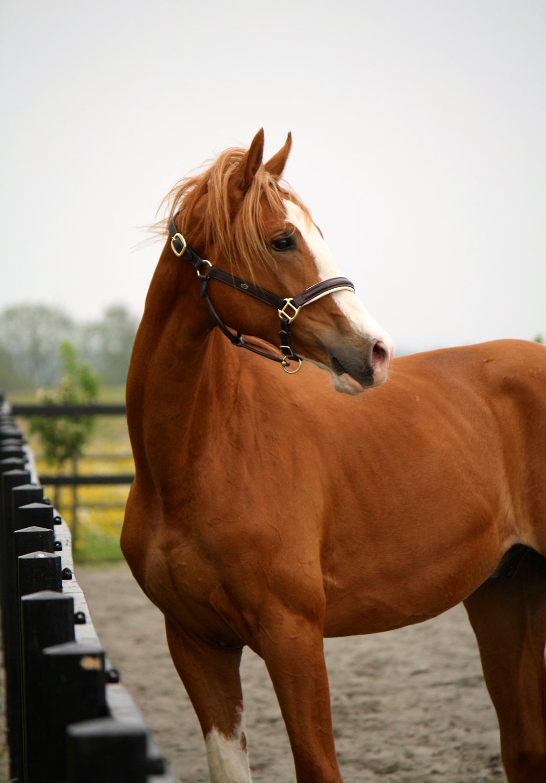 Dansk Varmblod Singleton Melody billede 2