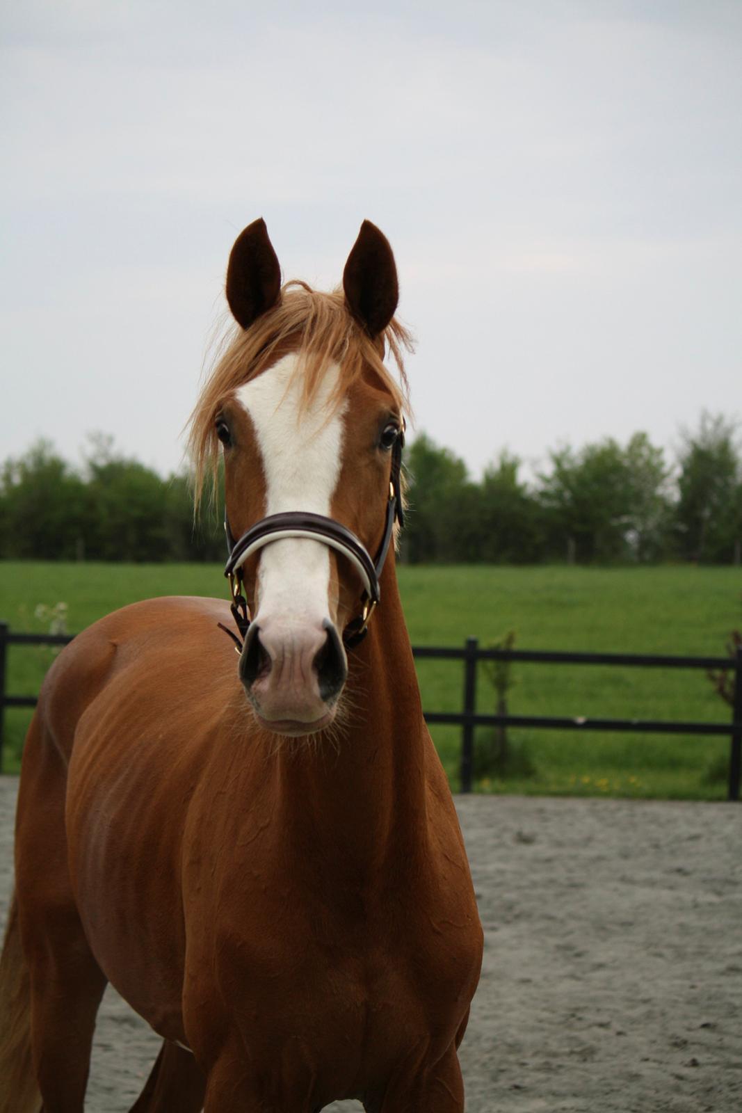 Dansk Varmblod Singleton Melody billede 6