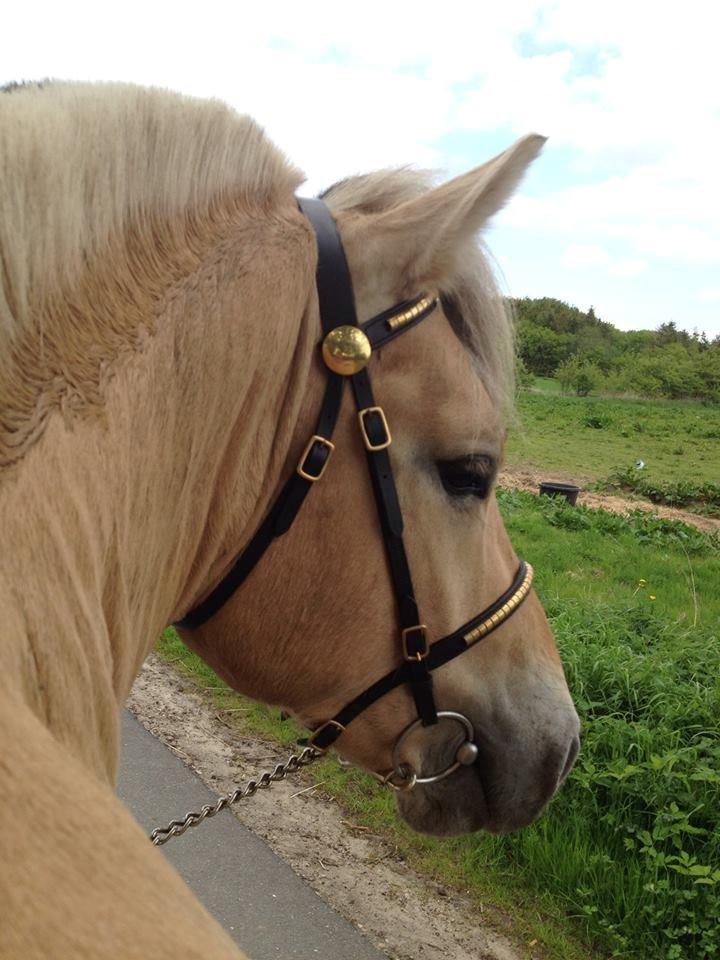 Fjordhest Oscar Vårby billede 5