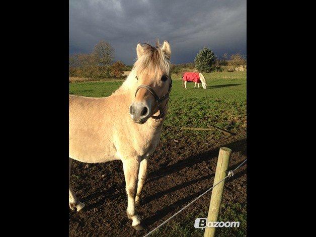 Fjordhest Oscar Vårby billede 35