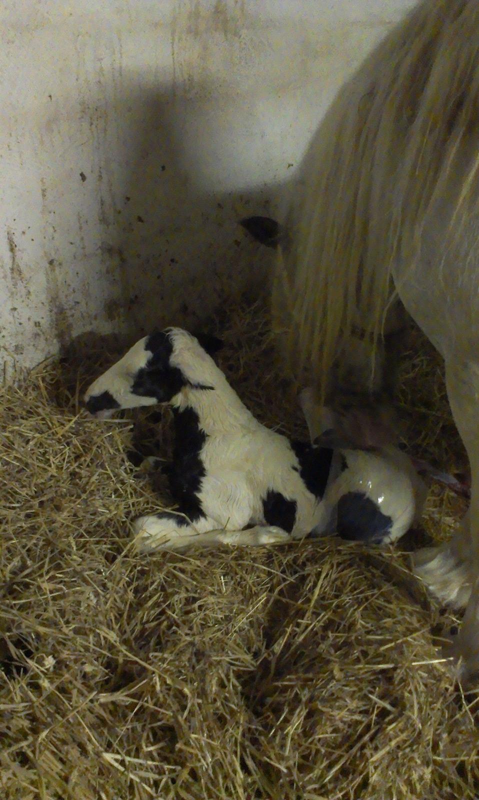 Irish Cob Thorsholms an che'ad Emma Gemma (himmelhest) billede 3