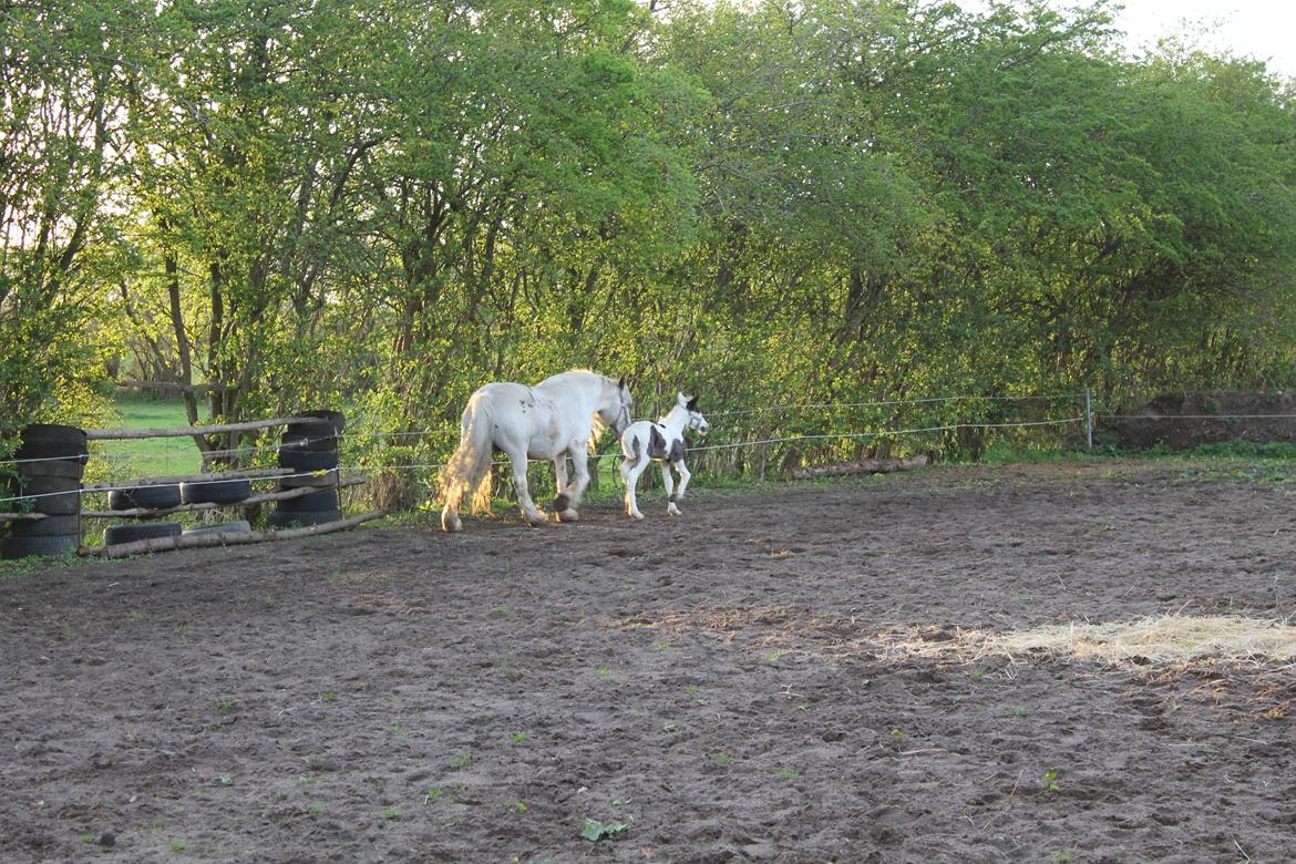 Irish Cob Thorsholms an che'ad Emma Gemma (himmelhest) billede 5