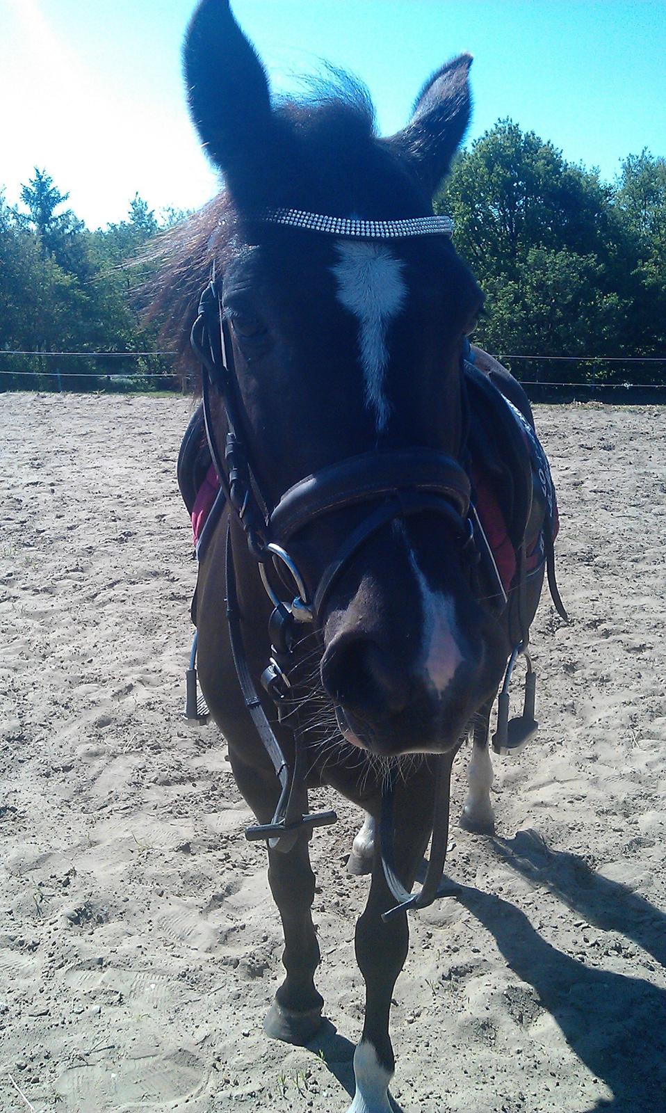 New Forest Naomi af Lindbjerghus billede 12