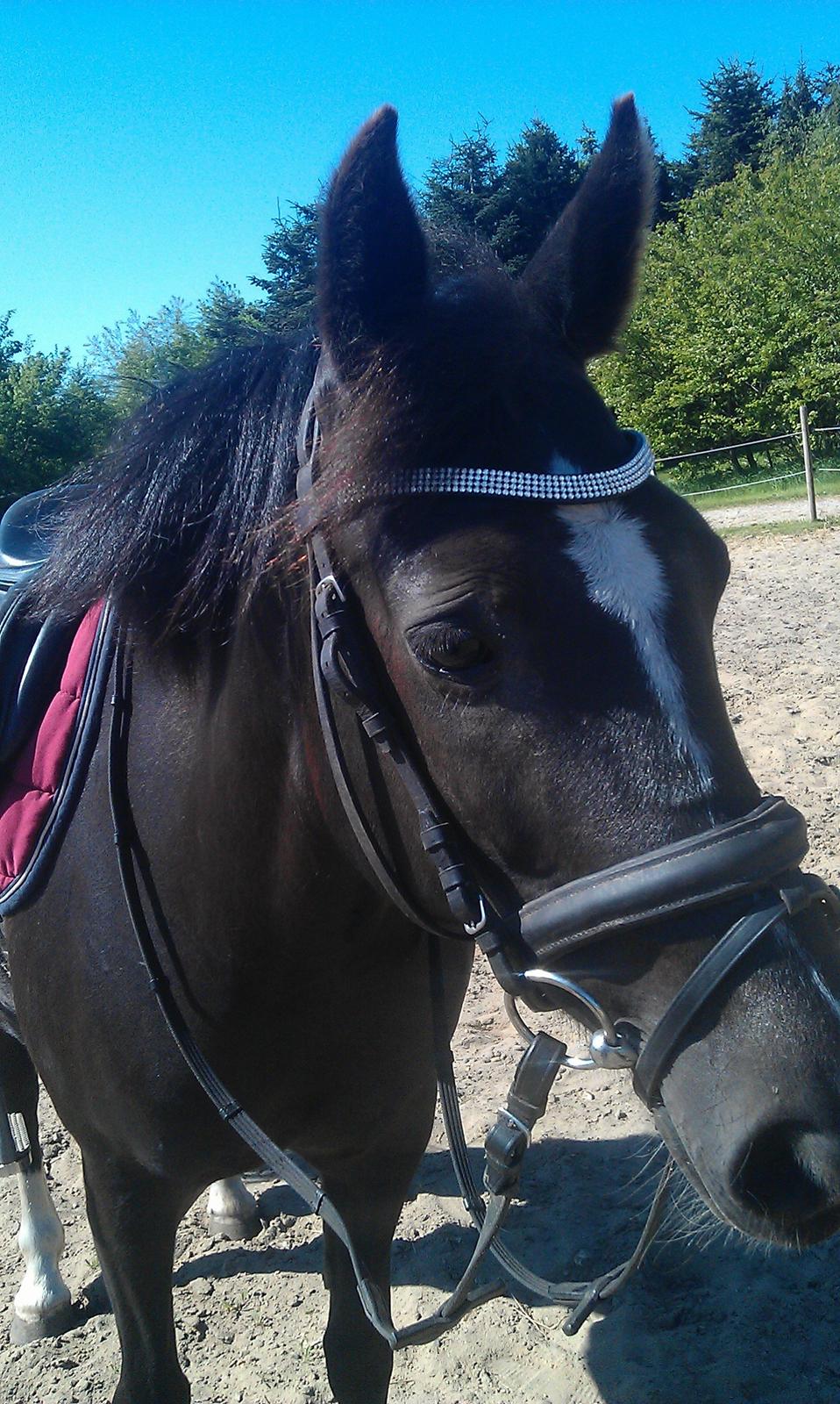 New Forest Naomi af Lindbjerghus billede 2