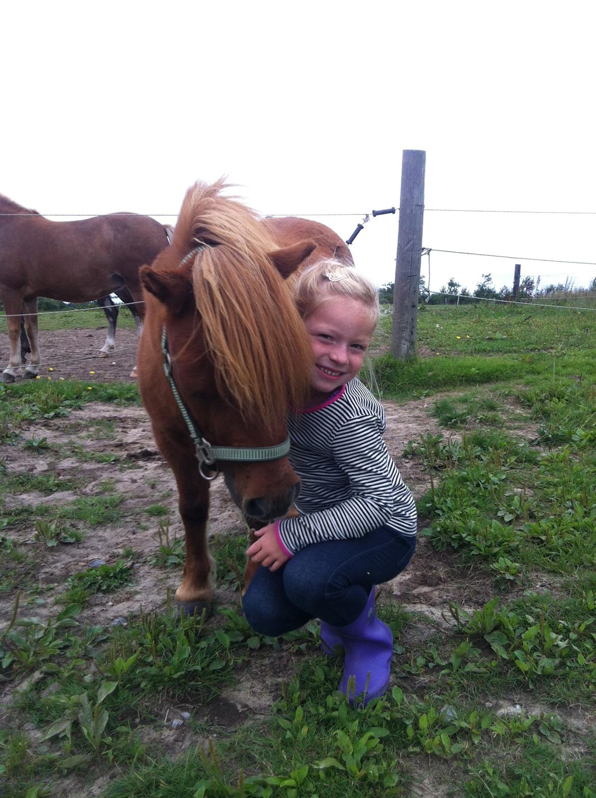 Shetlænder Mira Bella Bomlund - Alberte og Bella vinter 2012
 billede 17