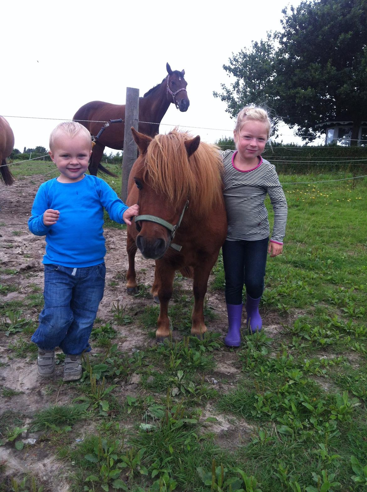 Shetlænder Mira Bella Bomlund - Alberte, Philip & Bella vinter 2012 billede 18