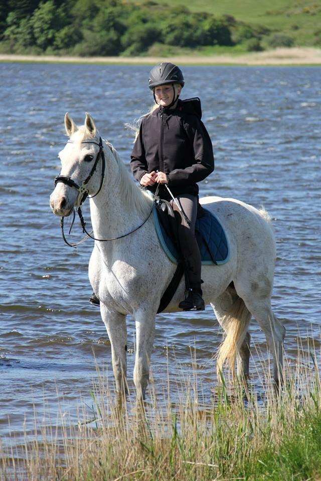 Shagya Araber (SH) Sv's O'balina Lightwood<3 - Første tur i kilen! Hun tog det super pænt! billede 8