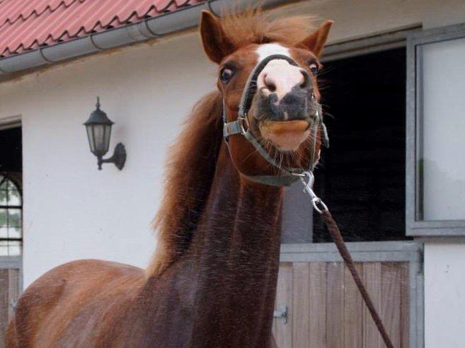 Tysk Sportspony Sultan(Sulle) <3 - Taget af Nanna Christiansen <3 billede 16