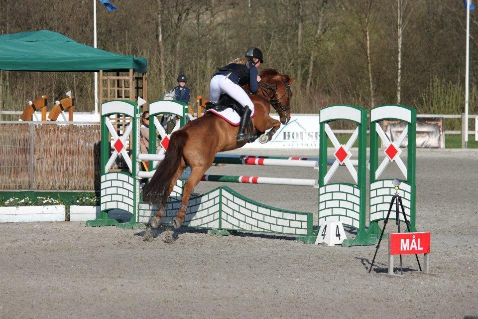DSP Flying Rex - 8) B-stævne på Capacity Showjumping Center, MB**, Maj 2013. FOTO: Sarah Louise Nielsen billede 8
