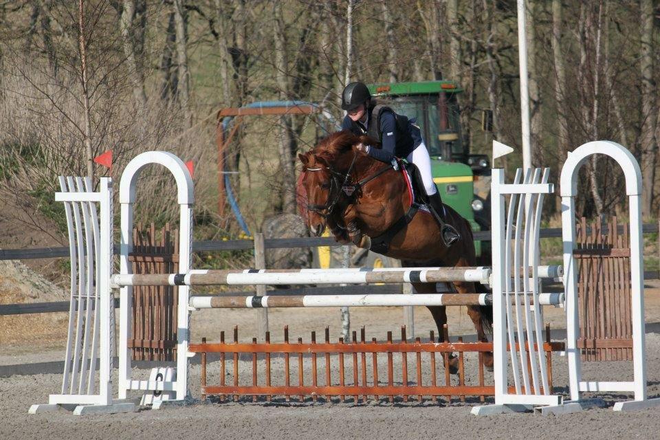 DSP Flying Rex - 2) B-stævne på Capacity Showjumping Center, MB**, Maj 2013. FOTO: Sarah Louise Nielsen billede 2