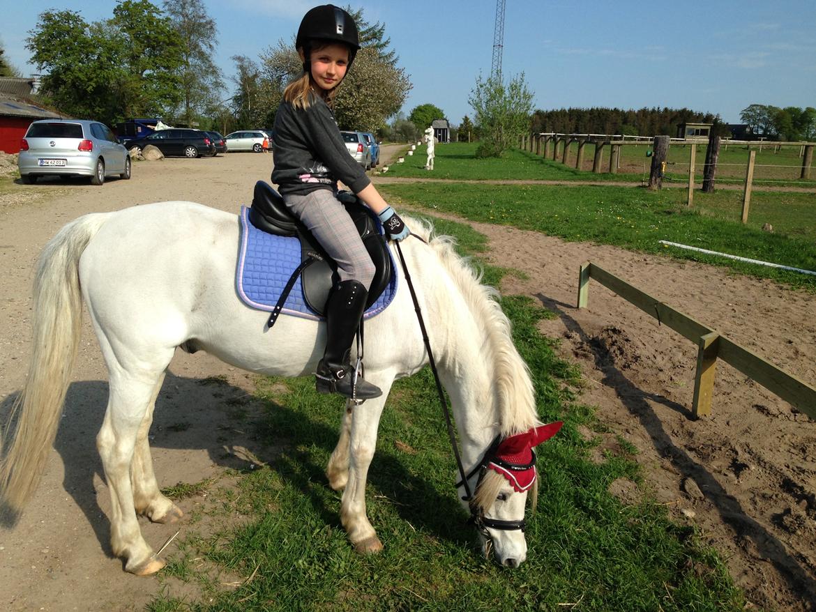 Welsh Pony (sec B) Speedy Gonzarles billede 17