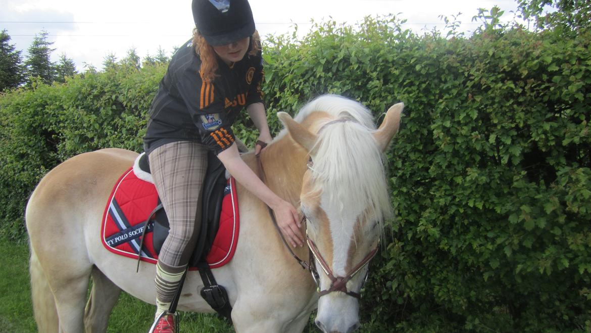 Tyroler Haflinger Anthony's Apollo - Apollo efter en lang skridt tur. billede 10