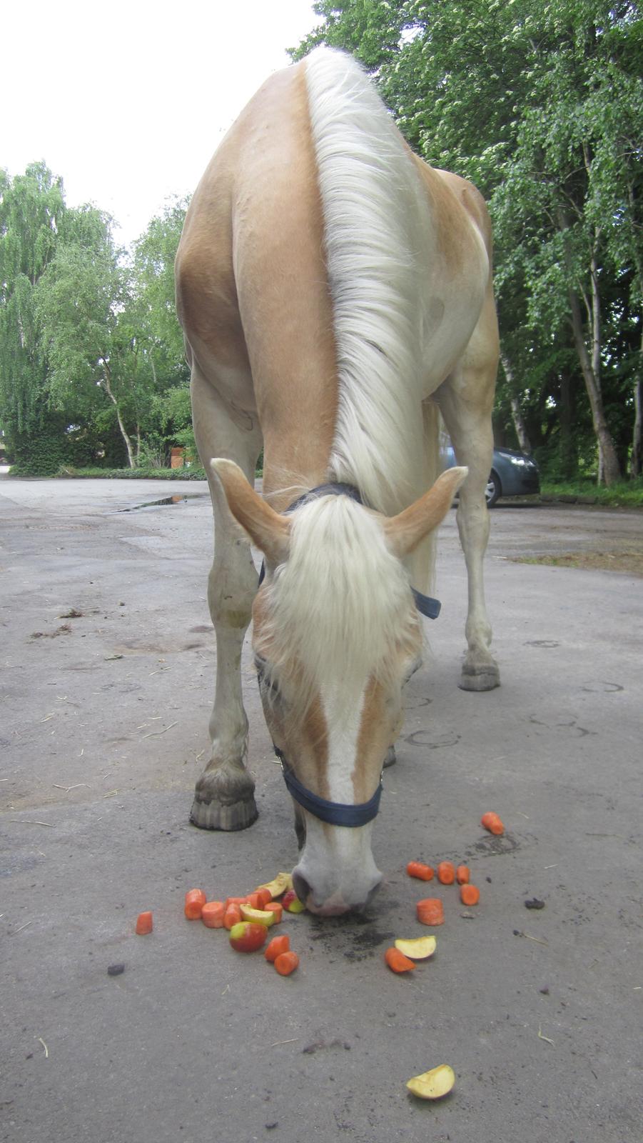 Tyroler Haflinger Anthony's Apollo - Apollo blev forkælet. Han savler utrolig meget. billede 4