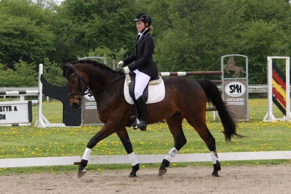 Trakehner Ikarus E - D stævne ca 7 md efter han er tilredet, lc3 .18-5-2013 billede 10