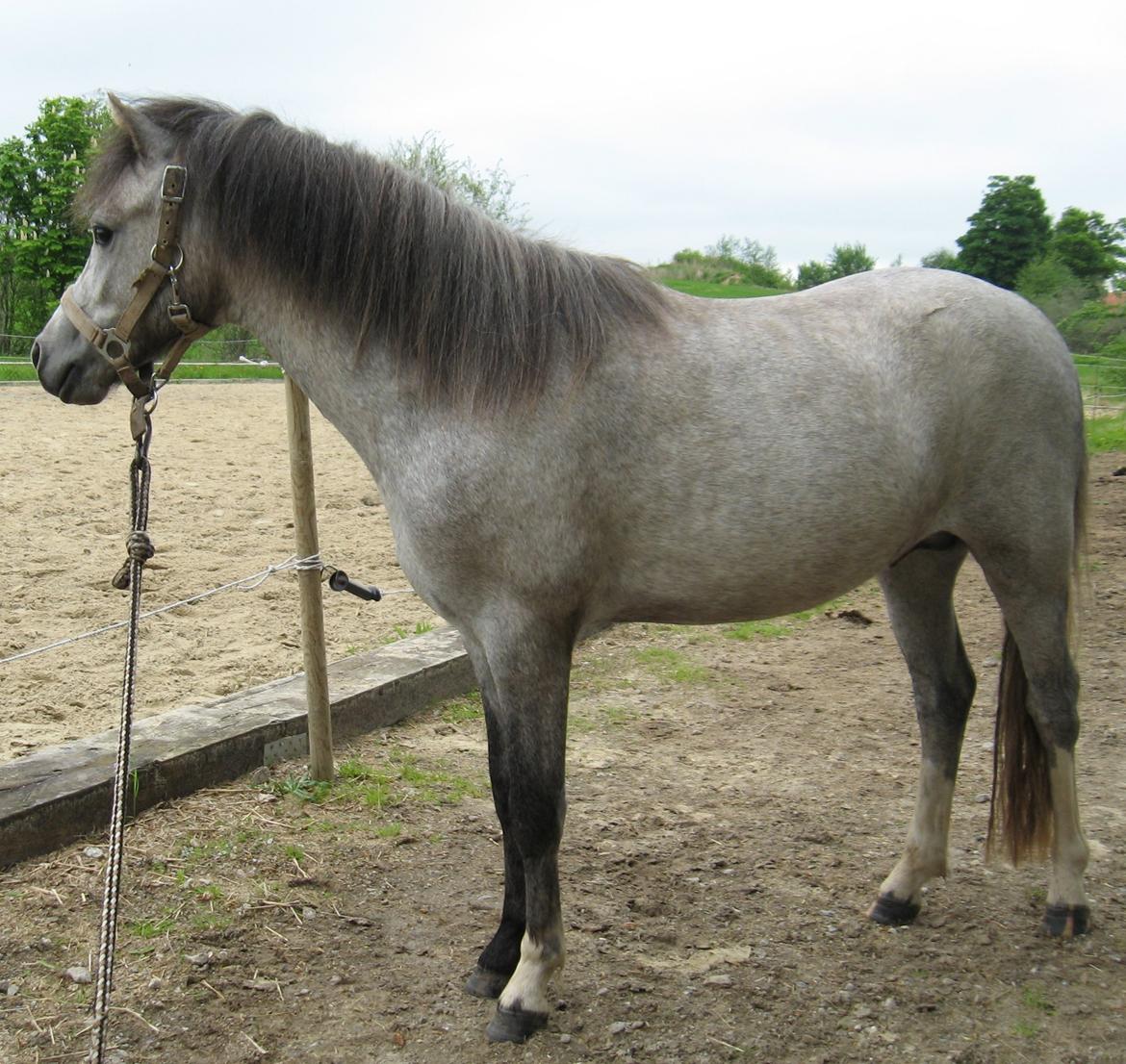 Welsh Mountain (sec A) Thejlgårds Fister (Dusty) - 28 maj 2013
Så er vinterpelsen væk og en smuk velproportioneret pony kommet til syne billede 10