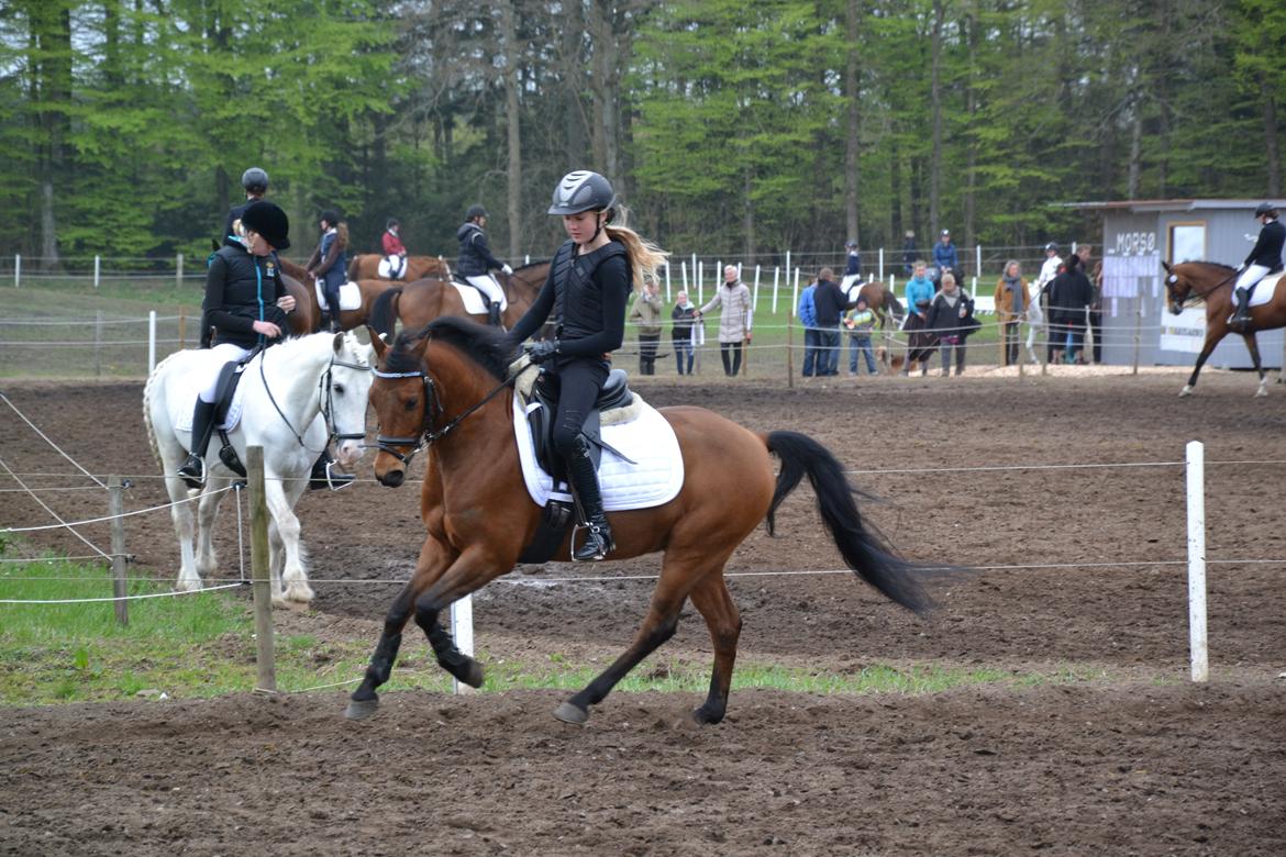 New Forest Darinko Star billede 4