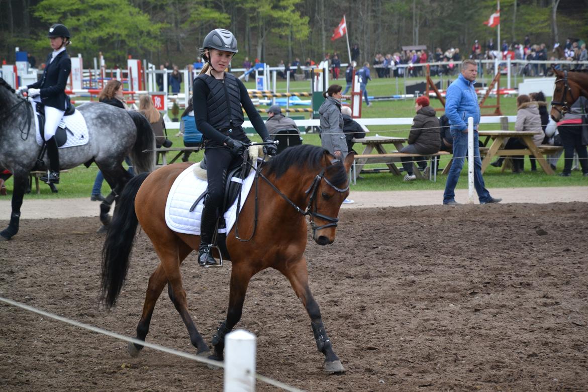 New Forest Darinko Star billede 9