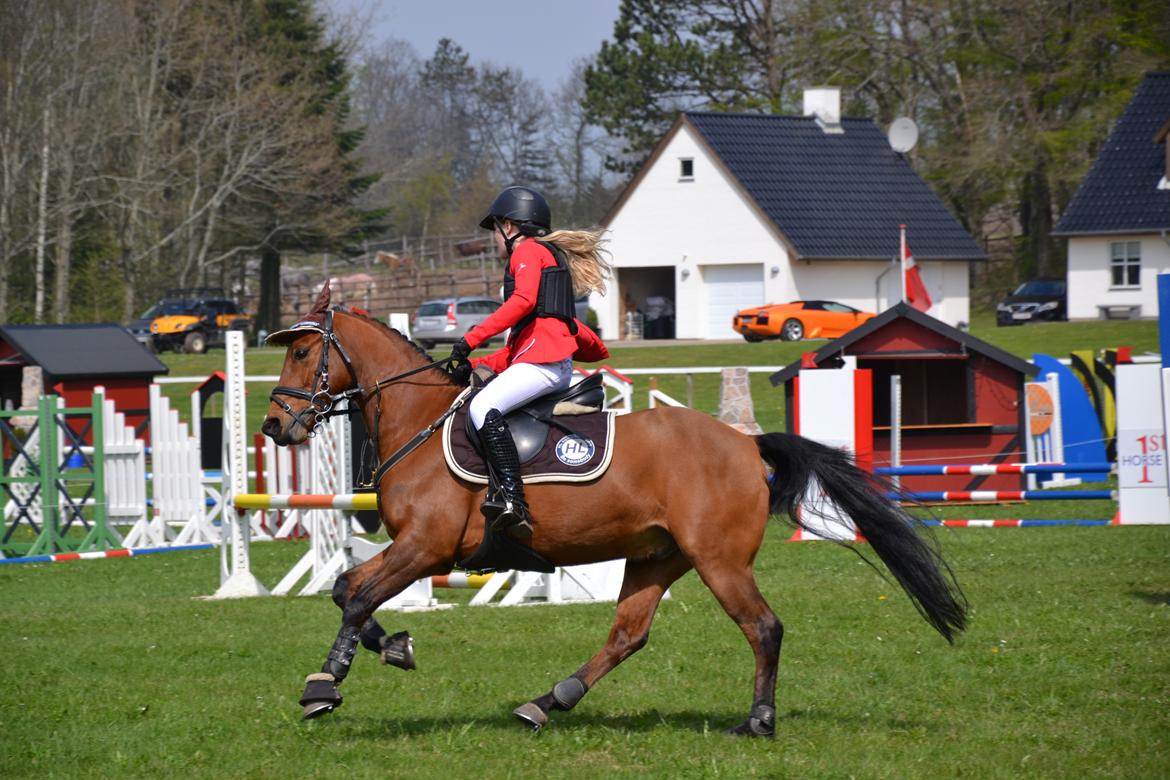 New Forest Darinko Star billede 7