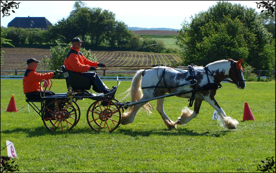 Irish Cob My Own Casmina billede 3