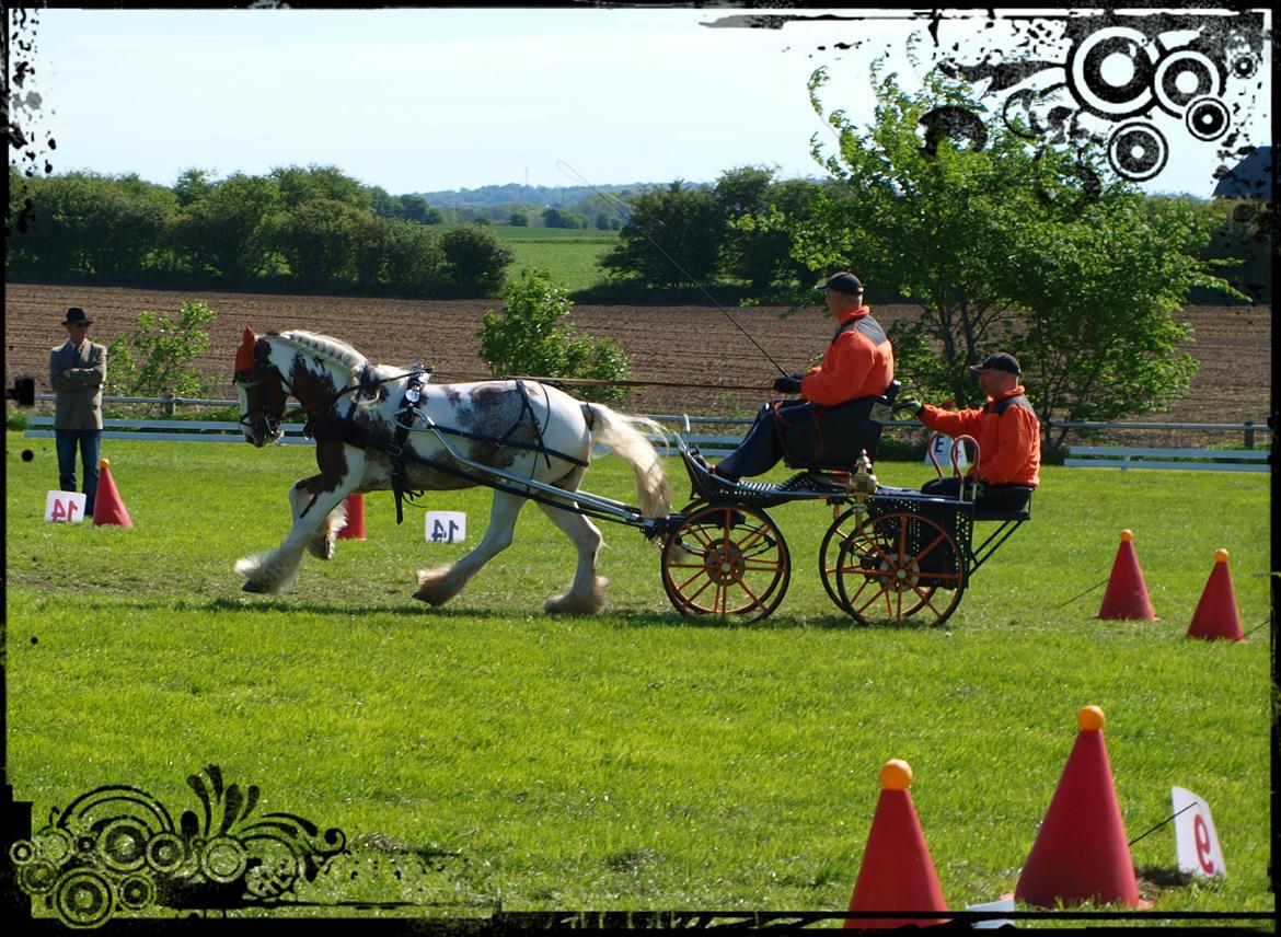 Irish Cob My Own Casmina billede 18