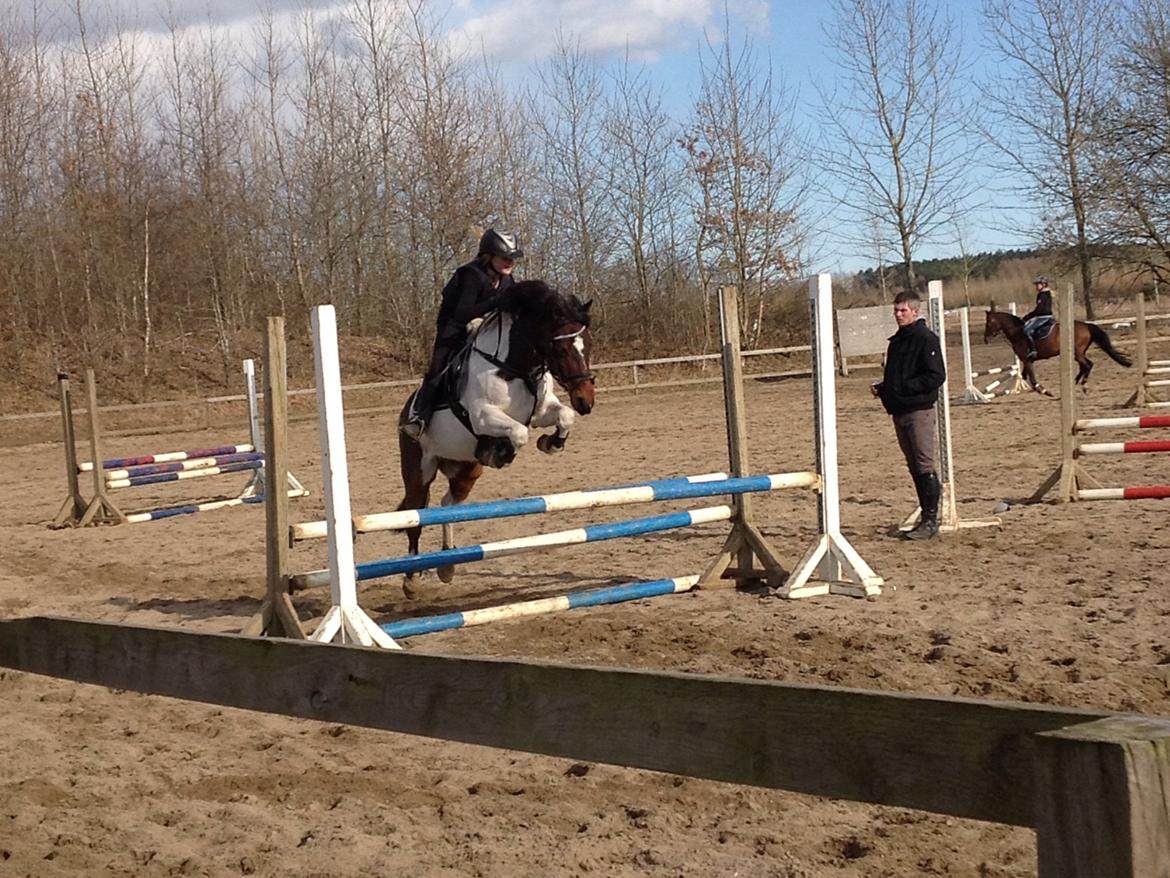 Anden særlig race Hopla billede 11