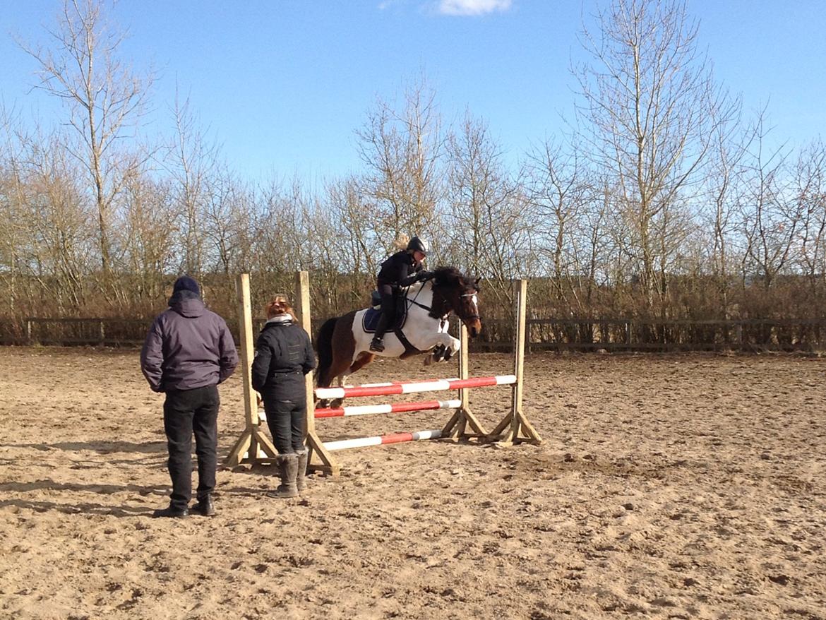 Anden særlig race Hopla billede 5