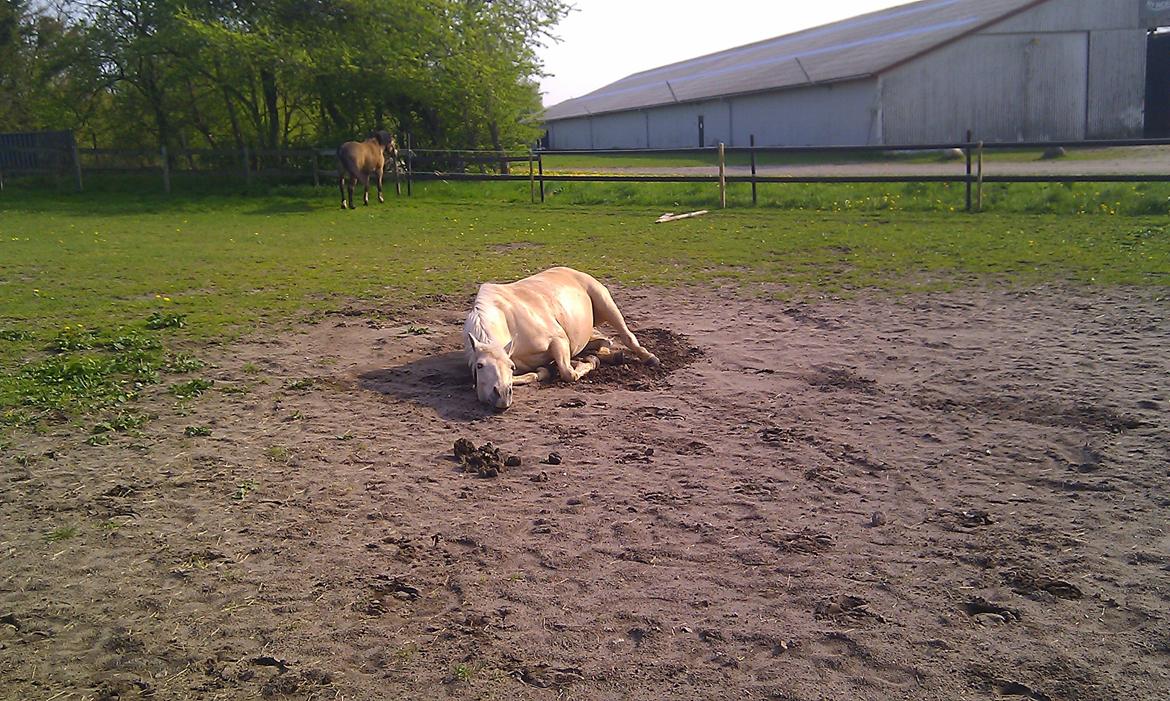 Palomino Bailey billede 8