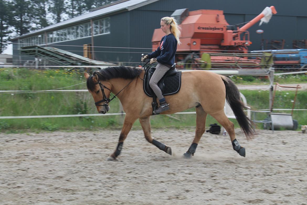Anden særlig race Golden Guy *AKA Sune* - 24.05.2013 billede 9
