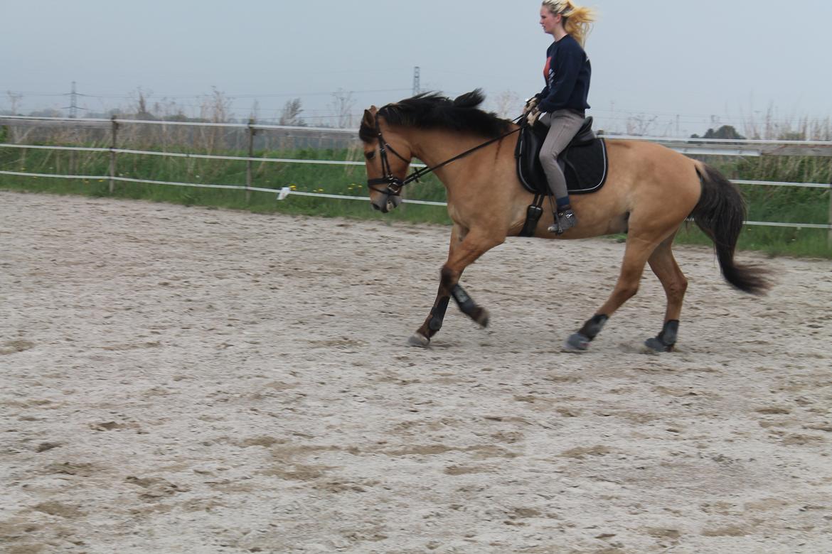 Anden særlig race Golden Guy *AKA Sune* - 24.05.2013 billede 5